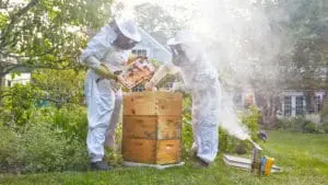 The Best Bees Company